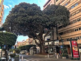 Local Comercial  Paseo de almera