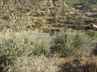 Finca rústica a Canjáyar. Finca rustica en venta en canjáyar