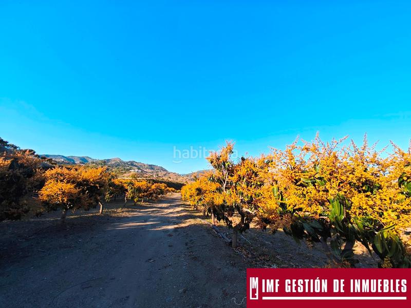 Foto 144ed65d-0481-41d6-8d20-76cc04998b92. Finca rústica a urbanizacion los eucaliptos 24 a Vélez - Málaga