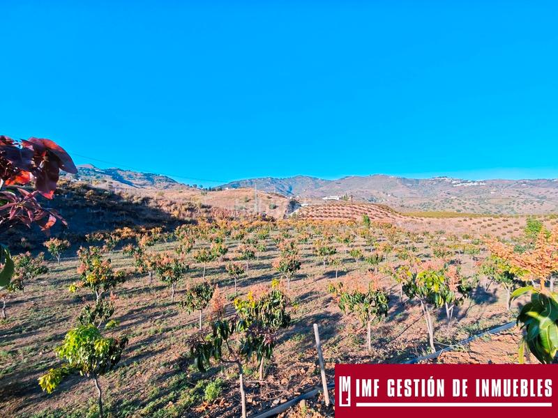 Foto 2715c5c2-145c-4393-bd64-b52fa5807611. Finca rústica a urbanizacion los eucaliptos 24 a Vélez - Málaga