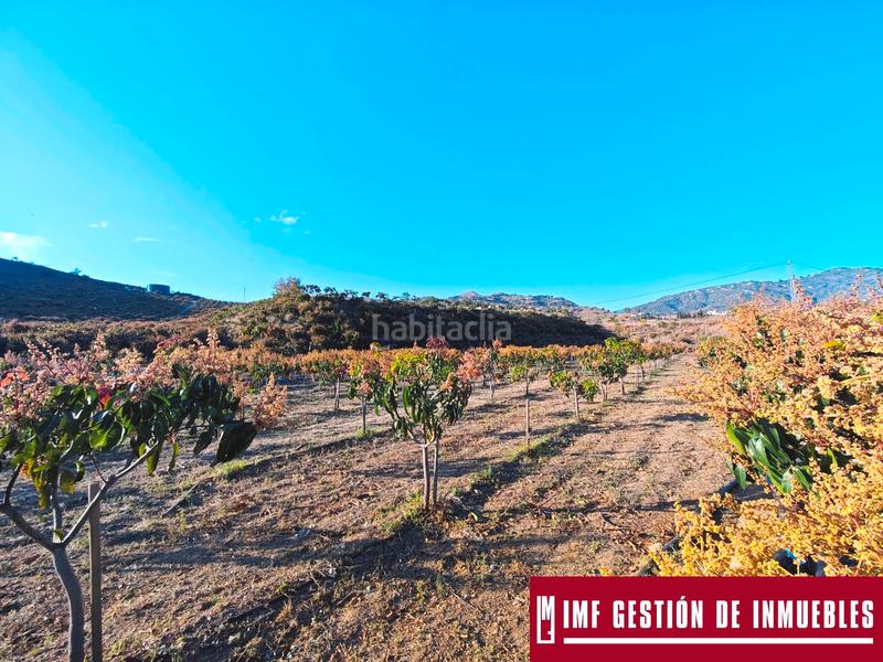 Foto 56fdeac5-1a58-4a34-8394-436a2f7a73ea. Finca rústica a urbanizacion los eucaliptos 24 a Vélez - Málaga