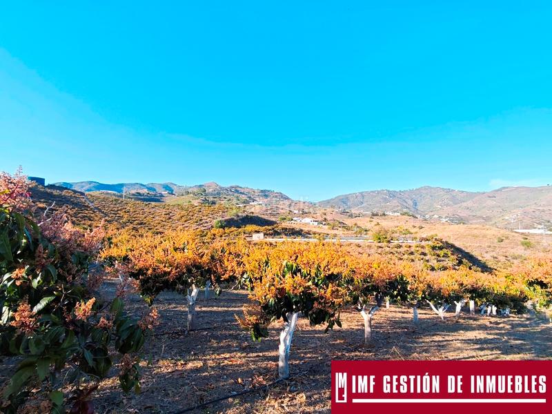 Foto 6793b8d0-2c39-46be-9886-b3b9fa5b4a01. Finca rústica a urbanizacion los eucaliptos 24 a Vélez - Málaga