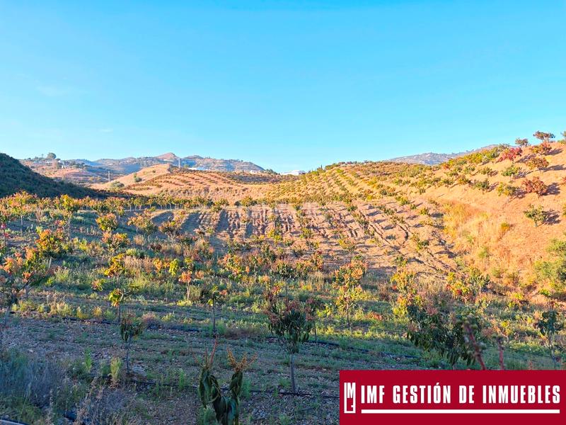 Foto 708bd906-4fc4-462d-a454-8f7abf654660. Finca rústica a urbanizacion los eucaliptos 24 a Vélez - Málaga