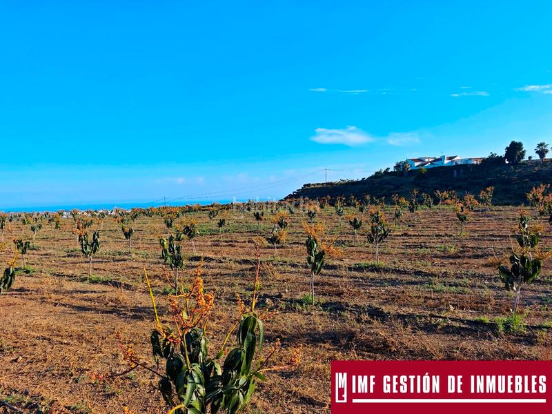 Foto a1bdb85a-b936-4694-a46f-046b14962836. Finca rústica a urbanizacion los eucaliptos 24 a Vélez - Málaga