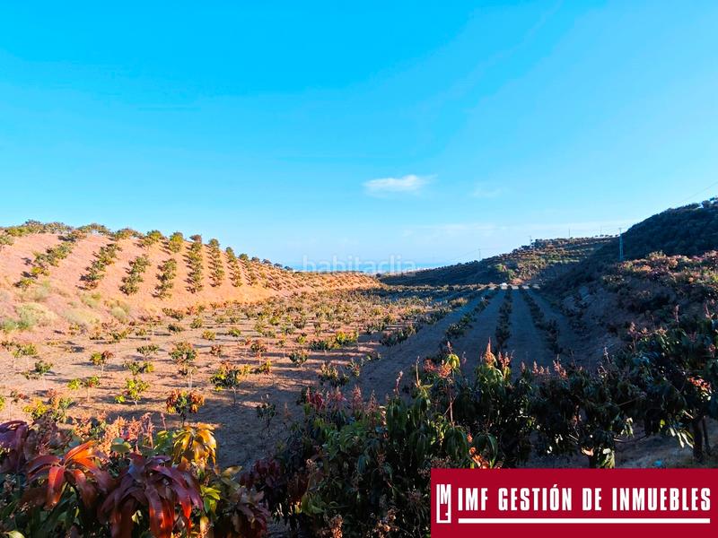 Foto aecd2a70-995b-4342-b59a-95c36a78a67b. Finca rústica a urbanizacion los eucaliptos 24 a Vélez - Málaga