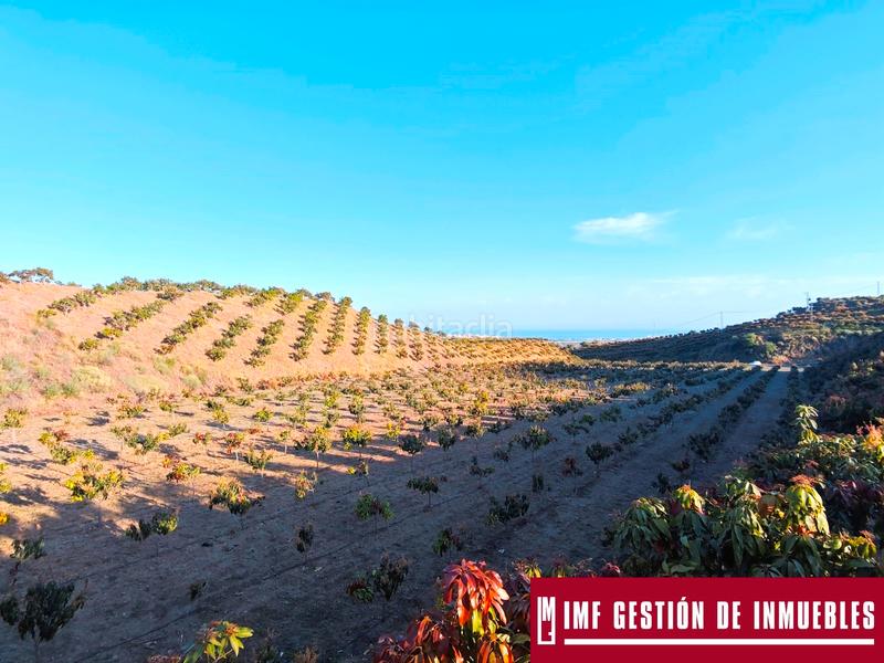Foto c90a810c-d003-4985-be8c-828ac1315fd9. Finca rústica a urbanizacion los eucaliptos 24 a Vélez - Málaga