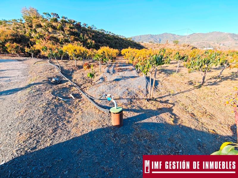 Foto dcdf63fc-8ca8-442a-85d0-579fe3f6339d. Finca rústica a urbanizacion los eucaliptos 24 a Vélez - Málaga