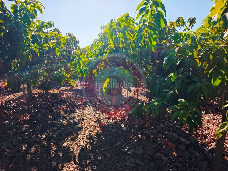 Foto 053b9804-f3d9-44c1-a0d9-cdbdfb58dd41. Finca rústica a urbanizacion los eucaliptos 24 a Vélez - Málaga