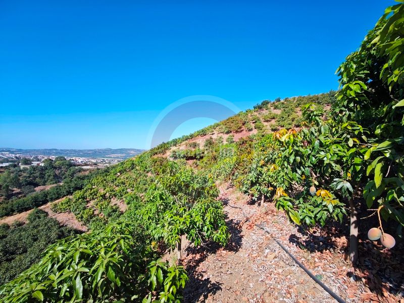 Foto 434f1042-be69-4fde-8970-fb3580e3b1ad. Finca rústica a urbanizacion los eucaliptos 24 a Vélez - Málaga