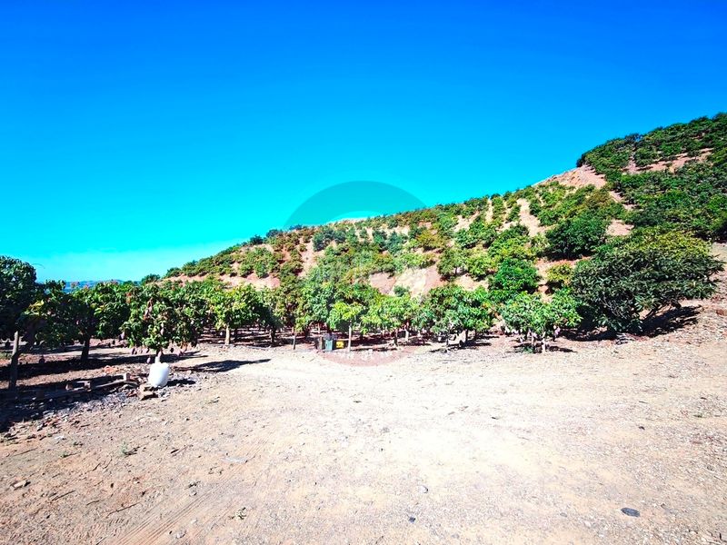 Foto 5a7f17c2-0491-4df9-9edd-fa0177e147d5. Finca rústica a urbanizacion los eucaliptos 24 a Vélez - Málaga