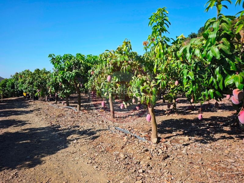 Foto 660800ae-ab12-4953-a02e-638ce24cd810. Finca rústica a urbanizacion los eucaliptos 24 a Vélez - Málaga