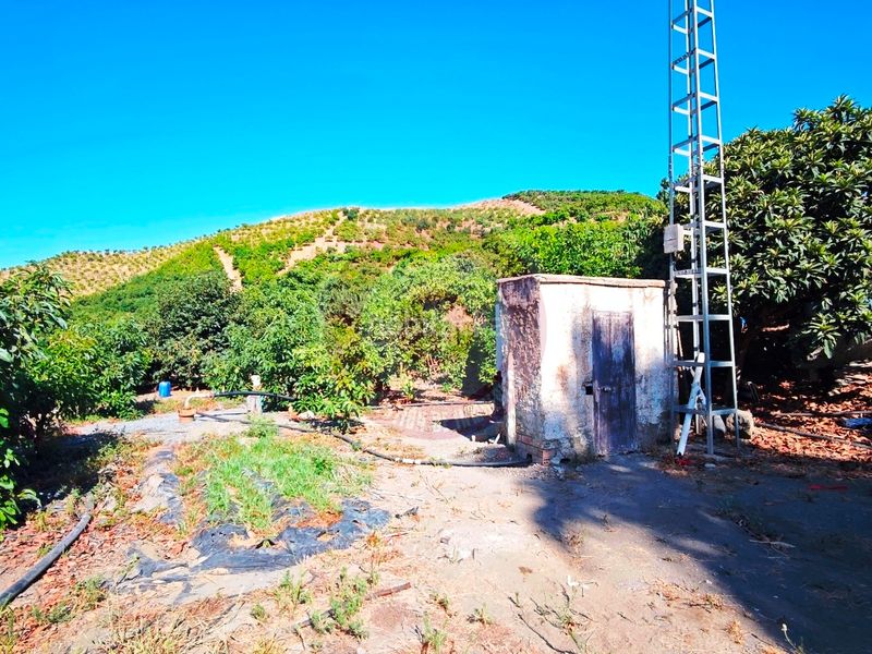 Foto 807da7d0-7fa4-4a16-bcd9-eb90334497bd. Finca rústica a urbanizacion los eucaliptos 24 a Vélez - Málaga