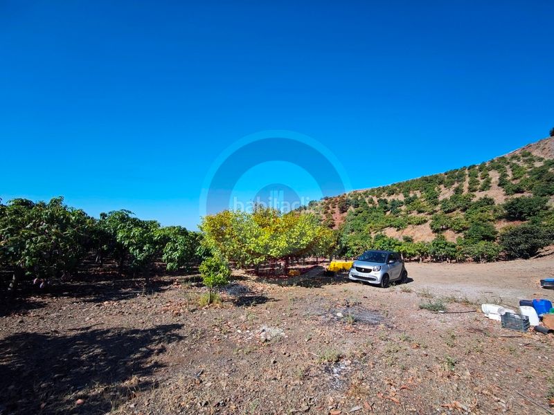 Foto 857ce086-d4ae-4890-a1b2-a5cee731ab2a. Finca rústica a urbanizacion los eucaliptos 24 a Vélez - Málaga