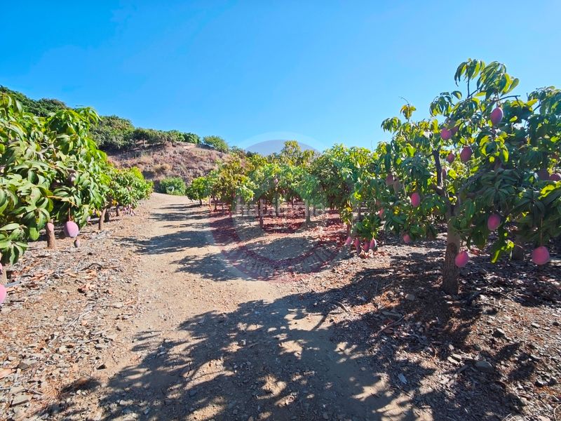 Foto 91238dc7-81f7-4e95-9349-c7f3924f8993. Finca rústica a urbanizacion los eucaliptos 24 a Vélez - Málaga