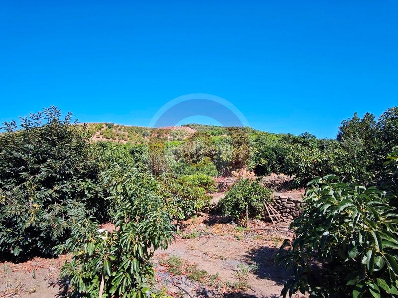 Foto 92d9435d-6f0c-4bb4-ac51-17429efa3483. Finca rústica a urbanizacion los eucaliptos 24 a Vélez - Málaga