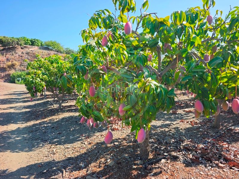 Foto 94363483-9648-4789-841e-88a4a4d48d36. Finca rústica a urbanizacion los eucaliptos 24 a Vélez - Málaga