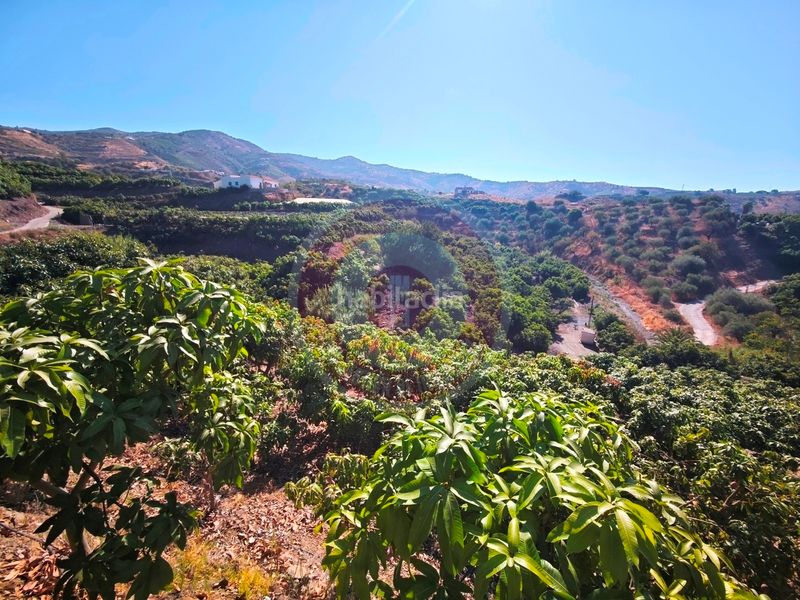 Foto a2123fe0-587b-4bc4-9349-59ac1437318e. Finca rústica a urbanizacion los eucaliptos 24 a Vélez - Málaga