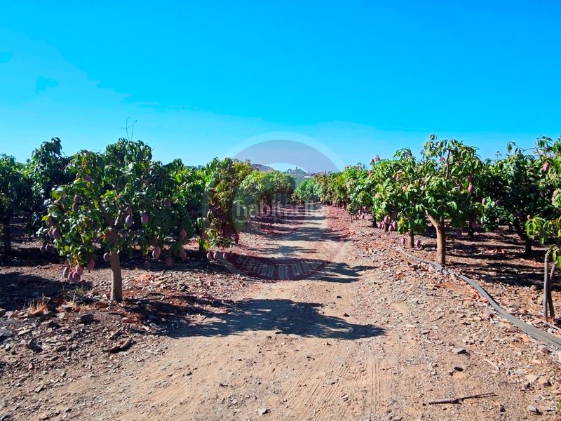 Foto a6b51267-4a35-4f80-bd6e-c176e7f03604. Finca rústica a urbanizacion los eucaliptos 24 a Vélez - Málaga