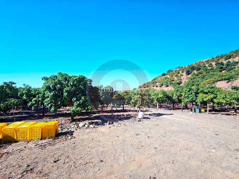 Foto a9a0f0a2-9068-40ed-b624-4455f6744d82. Finca rústica a urbanizacion los eucaliptos 24 a Vélez - Málaga