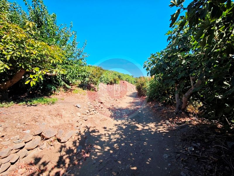 Foto acd9ab97-2189-4c3a-9006-3b2ead755520. Finca rústica a urbanizacion los eucaliptos 24 a Vélez - Málaga