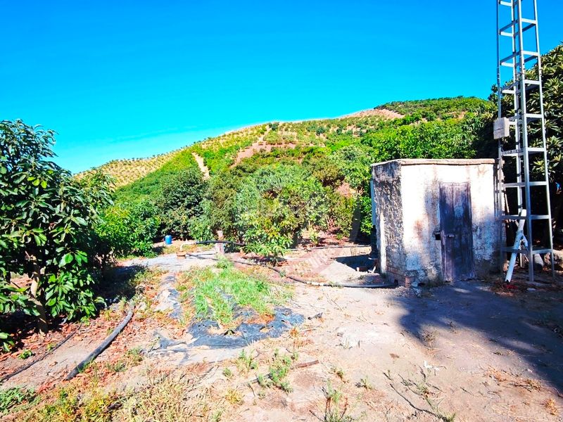 Foto afde005a-69f5-4c82-b9a2-93d42e2f3ac3. Finca rústica a urbanizacion los eucaliptos 24 a Vélez - Málaga