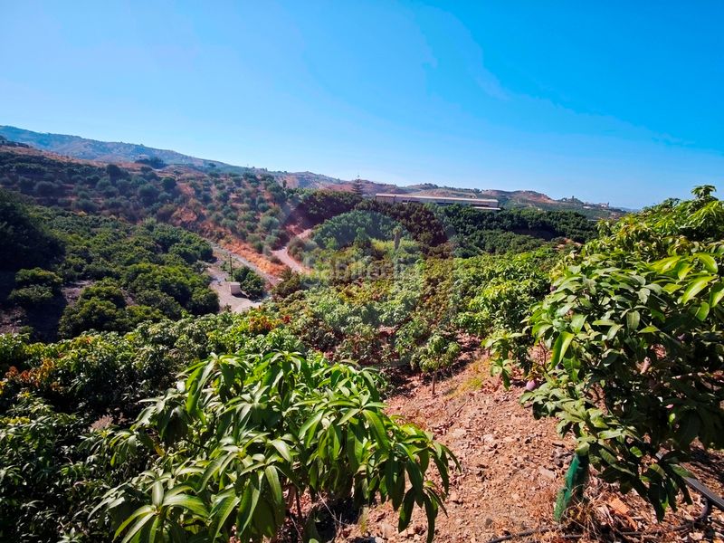 Foto b3f4ddd9-23b4-4108-b959-e605cf7c249b. Finca rústica a urbanizacion los eucaliptos 24 a Vélez - Málaga