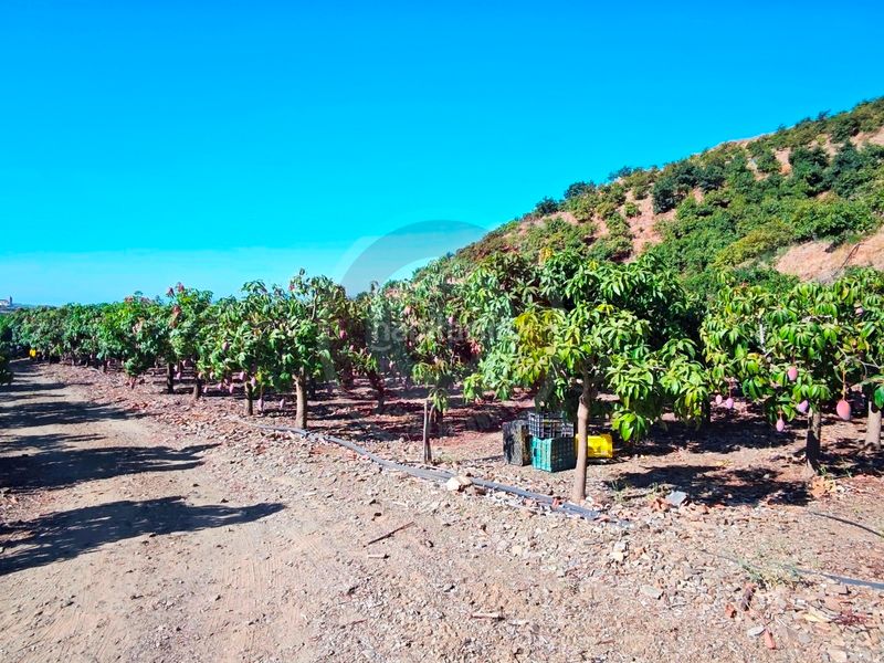 Foto bdf32e9b-5bb5-4ef0-a57e-3a2a3d7b52f1. Finca rústica a urbanizacion los eucaliptos 24 a Vélez - Málaga