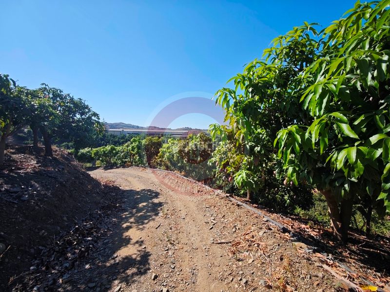 Foto cb299465-ea84-4778-95a0-e516cf8ba25f. Finca rústica a urbanizacion los eucaliptos 24 a Vélez - Málaga