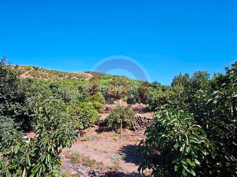 Foto e00eeb7f-a95e-4bb7-aec8-e33a2637f5d2. Finca rústica a urbanizacion los eucaliptos 24 a Vélez - Málaga