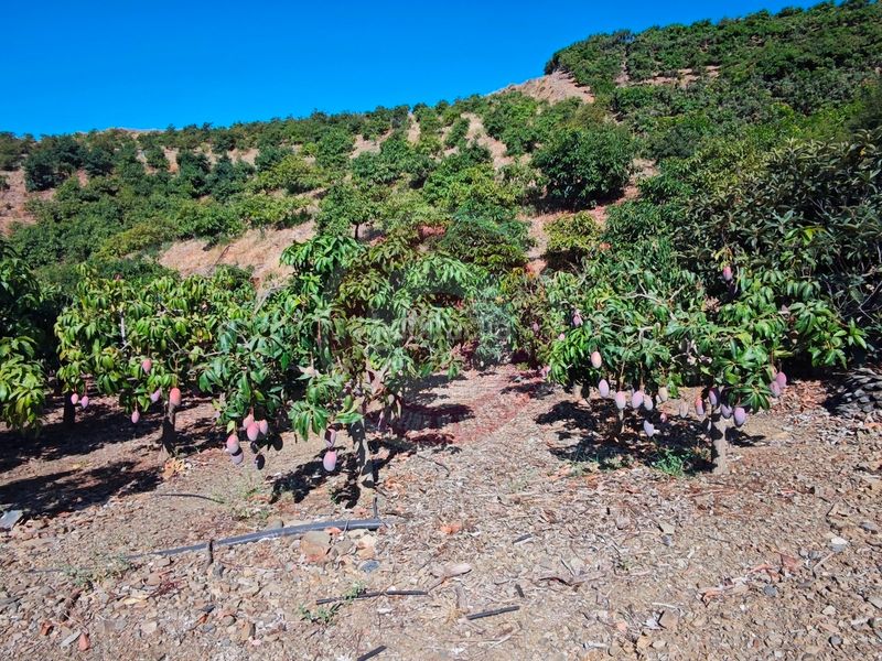 Foto e261c0c6-34f0-4931-8307-d71d5a0b13e7. Finca rústica a urbanizacion los eucaliptos 24 a Vélez - Málaga