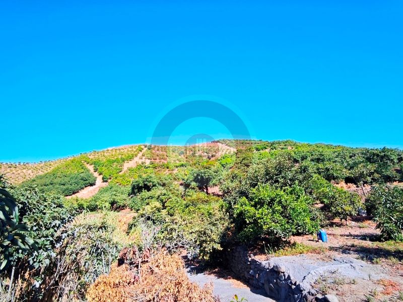 Foto e9a582a0-2e76-4732-843d-dfe8704a260e. Finca rústica a urbanizacion los eucaliptos 24 a Vélez - Málaga