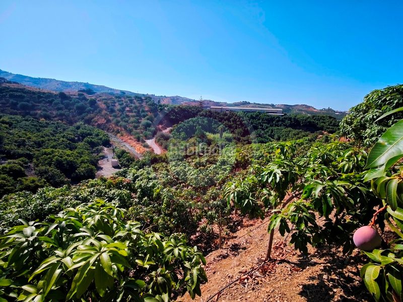 Foto f55608c7-6815-4bdb-9d71-1828824ac0d8. Finca rústica a urbanizacion los eucaliptos 24 a Vélez - Málaga