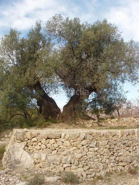 Foto 736a5c57-5003-41e0-a527-1708e3efe025. Terreno residenziale in Cálig