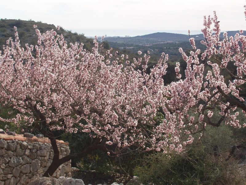 Foto e3c639c0-cc38-4037-ac48-5e4a1f2e941c. Terreno residenziale in Cálig