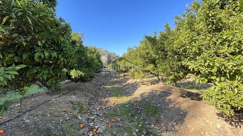 Foto cc77fdf6-f244-46a2-8002-92c38b59ff60. Finca rústica a Urbanitzacions i Pedanies Sud Alzira