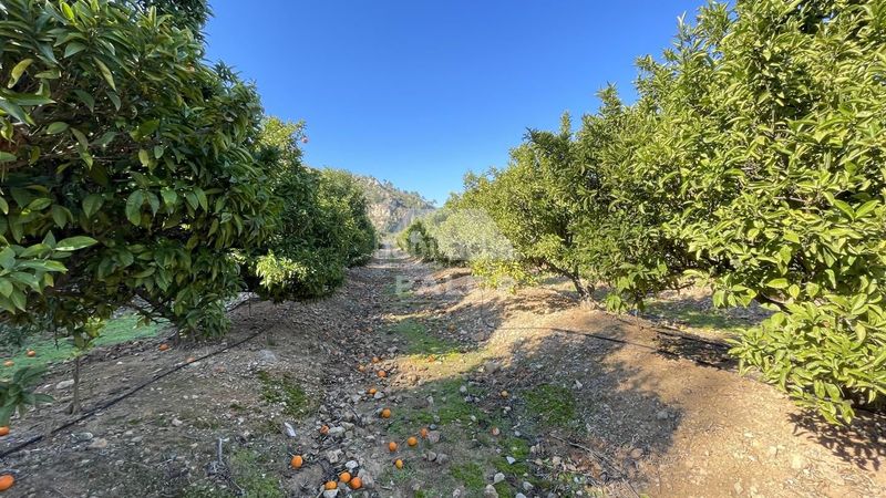 Foto d1964985-f6fc-4971-ac0b-be2c93676f0a. Finca rústica a Urbanitzacions i Pedanies Sud Alzira