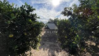 Rural plot in Pobla Llarga (la)