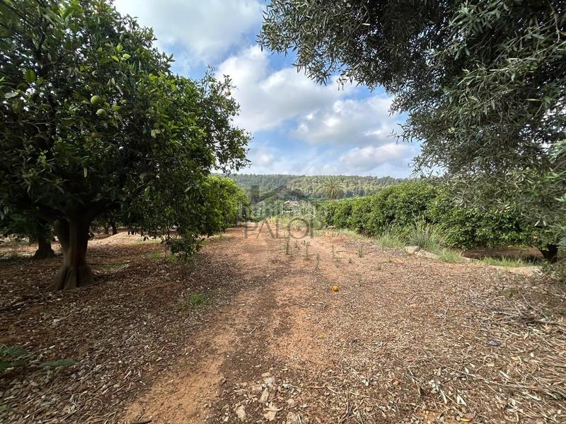 Foto 9afe3f9b-043e-4944-b10f-5a58fb545e66. Finca rústica terreno de 13.349 m en venta , valencia en Alzira