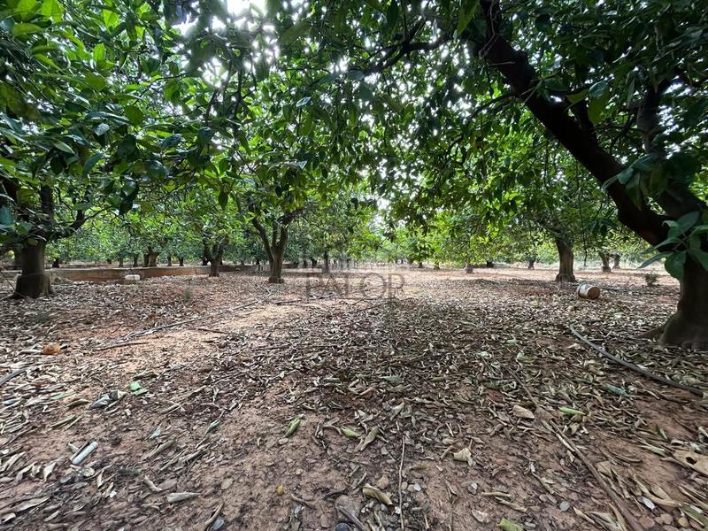 Foto b8e6f779-23fc-4f45-8809-0631db1a91a3. Finca rústica terreno de 13.349 m en venta , valencia en Alzira