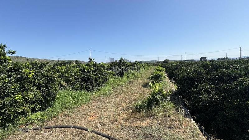 Foto 384b7956-3161-4d10-ba57-e2a6cff61c92. Finca rústica  en venta , valencia en Carcaixent