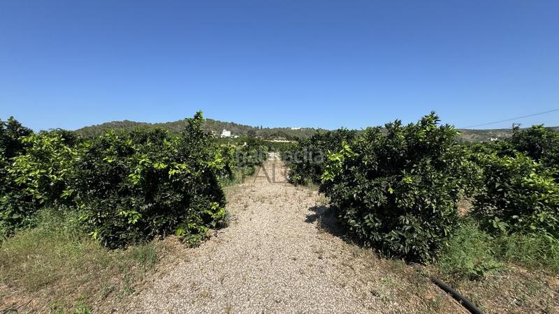 Foto cb8a03ff-9e8d-48cb-b4f9-dc9a8b812b5a. Finca rústica  en venta , valencia en Carcaixent