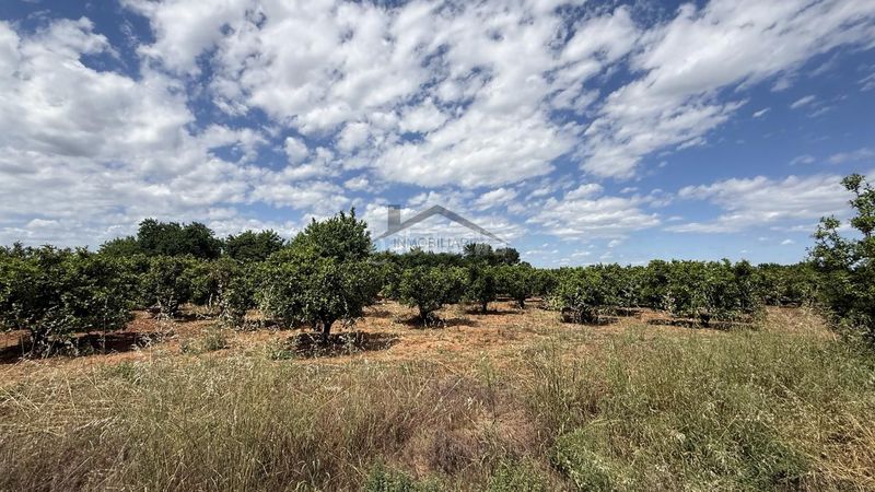 Foto 4ac9f00d-8204-4fb5-bc68-5072affa49c1. Finca rústica a Rafelguaraf