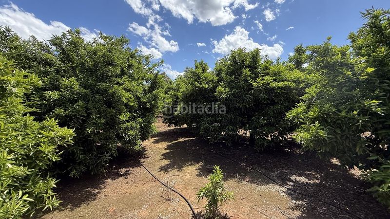 Foto 6d8b994a-cd86-4aad-9302-e741fe3ddc28. Finca rústica a Pobla Llarga (la)