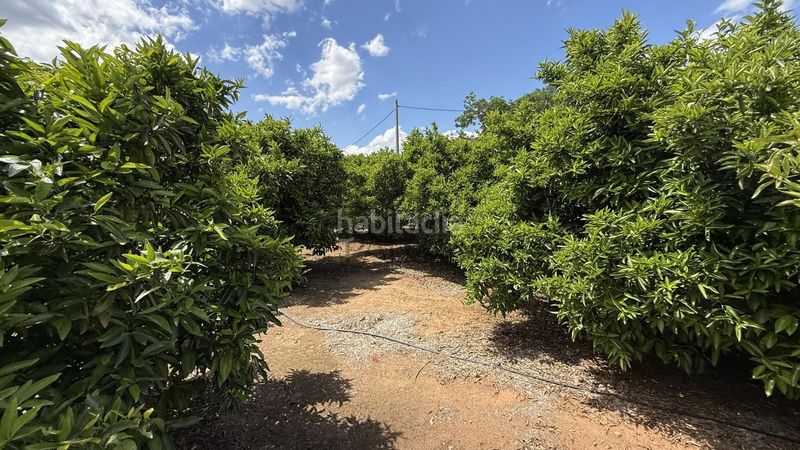 Foto a4e1675e-c180-4809-b6e2-13df1615a3f4. Finca rústica a Pobla Llarga (la)