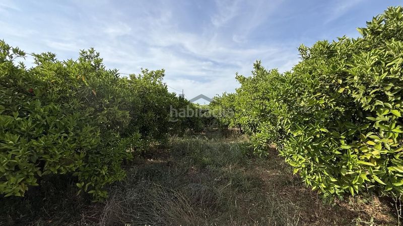 Foto cd46a467-8973-49b7-9e58-458f1c31f0a2. Finca rústica a Carcaixent