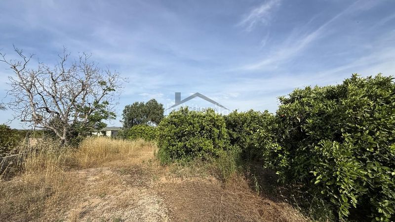 Foto eb06e8c2-6220-4502-8a29-5b6226a65e18. Finca rústica a Carcaixent