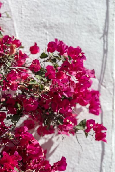 Foto a55d800b-3b45-40f3-94c1-ab487a6981ca. Planta baja en Nueva Andalucía centro Marbella