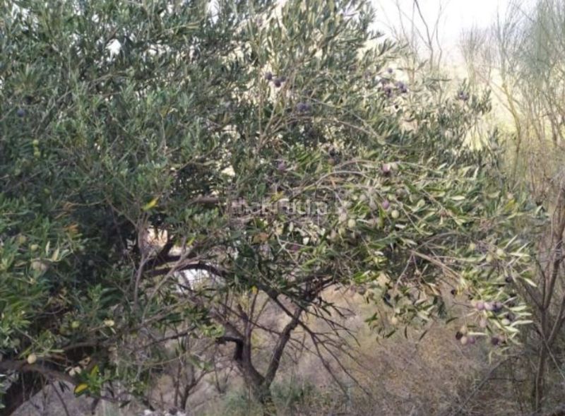 Foto 47984d49-77e2-4b70-8e7f-ab478d5ab9b6. Finca rústica a El Cortijuelo Málaga