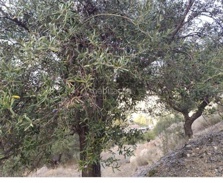 Foto 7f897bad-d565-45b3-9897-3d869c0062b1. Finca rústica a El Cortijuelo Málaga