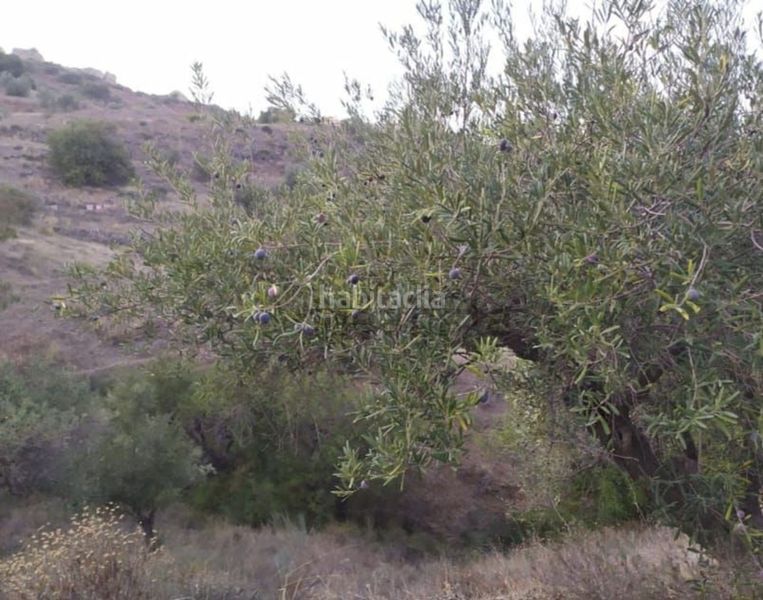 Foto 81f9d9d6-3eff-4cd4-bb2a-823df90d1cc7. Finca rústica a El Cortijuelo Málaga